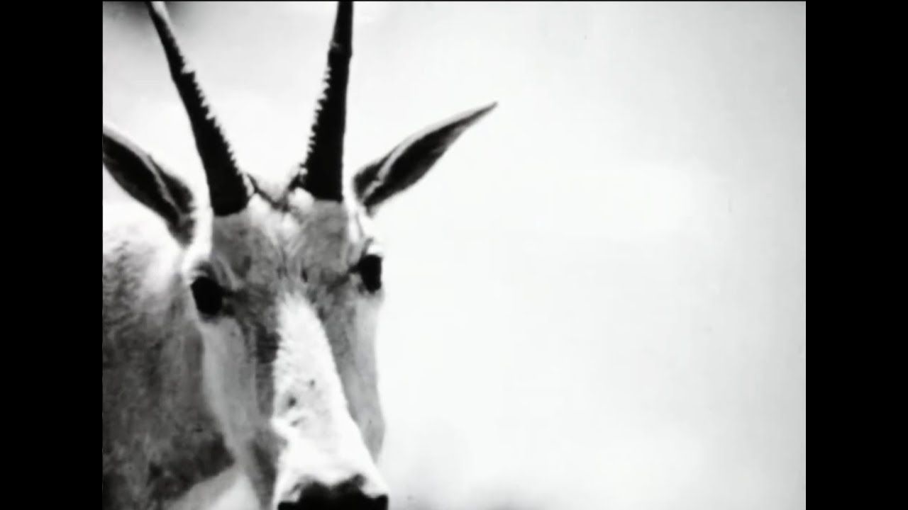 The Infinity Ring - The Archway (Official)