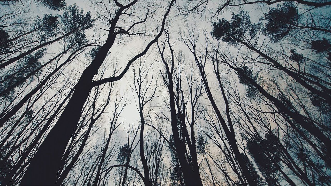 Malphas - Trenches (Official)