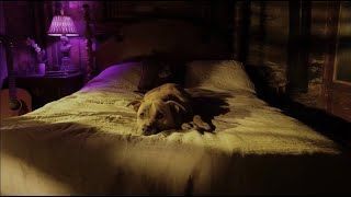 Zig Zags - Voices Of The Paranoid (Official)