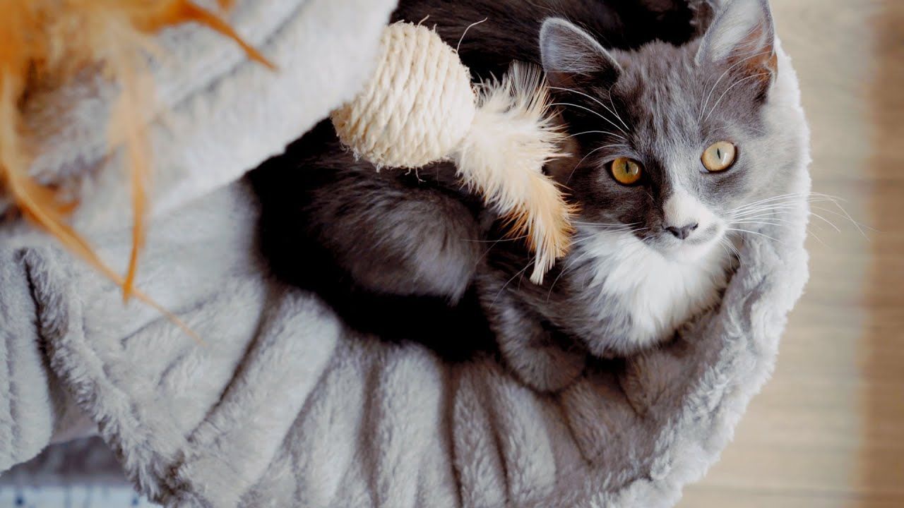 Propagandhi - Cat Guy (Official)
