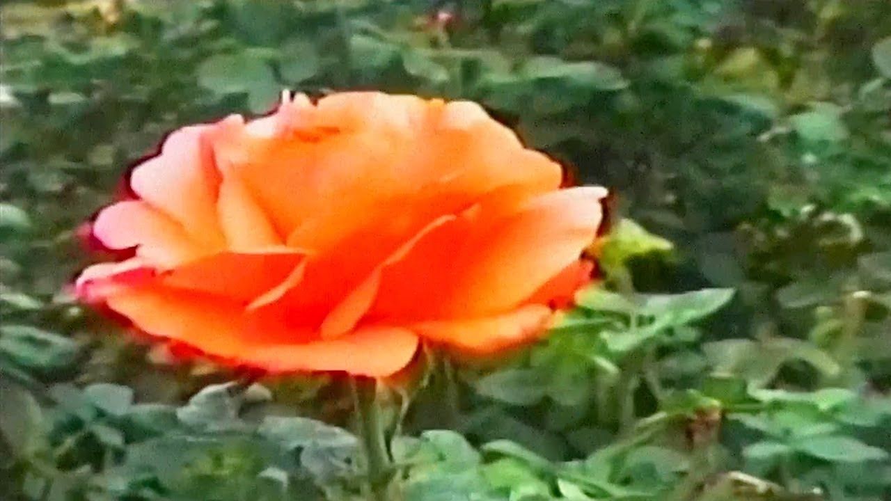 Gvllow - Genesis (Official)