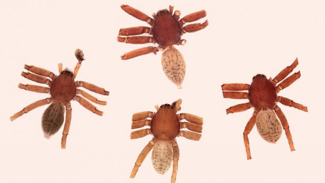 Heavy-metal-spiders.jpg